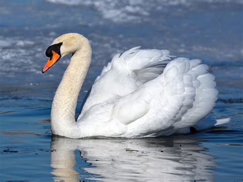 What does Swan symbolize? What is unique about swans? - Funny Animals