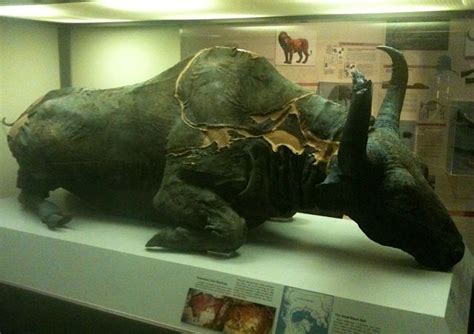 Mummified Bison | Ancient animals, Prehistoric animals, Extinct animals