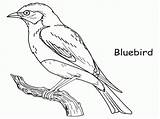Free Blue Bird Coloring Pages Download  sketch template