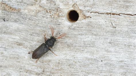 Wood Borer Identification & Treatment | Pest Guide by Fantastic Services