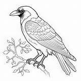 32000  Winter Crow Coloring Page Pictures sketch template