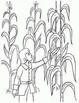 Corn Coloring Page  Nation sketch template