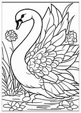 Swan Coloring Pages  Coloring Fun With Swans CrayonAZCom sketch template