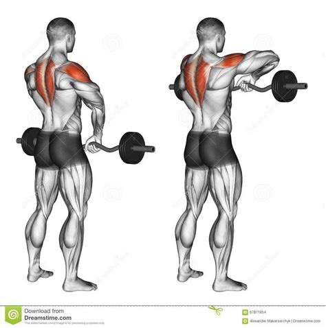 Image result for BARBELL UPRIGHT ROW | Shoulder training, Shoulder ...