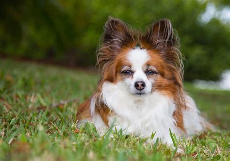 Fonds d'ecran Chien Papillon Herbe Épagneul nain continental papillon Animaux télécharger photo