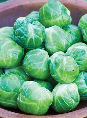 15 of the Best Brussels Sprout Varieties | Gardener’s Path