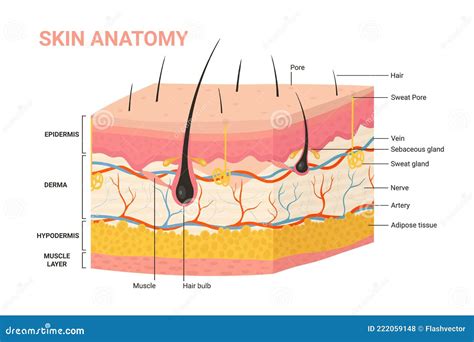 Structure Human Skin Anatomy Diagram Different Stock Illustration | My XXX Hot Girl