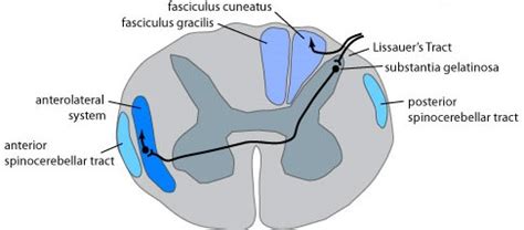 Know your spinal cord – The spinothalamic tract | Lunatic Laboratories