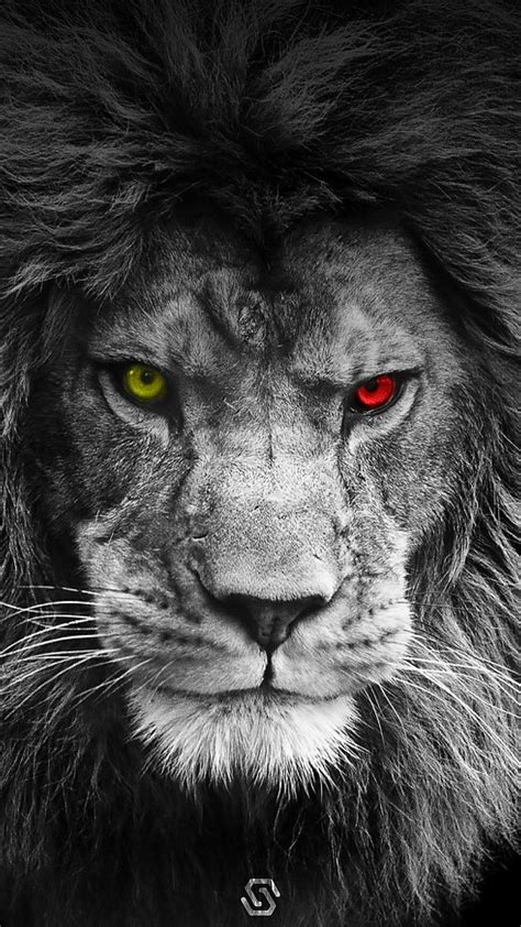 Lion Wallpaper - NawPic