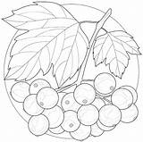 Berries coloring pages  Download And Print For Kids sketch template