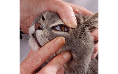 The Mystery of the Cat's Inner Eyelid - Scientific American