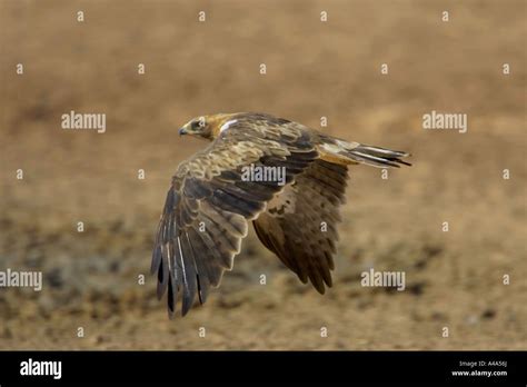 booted eagle (Hieraaetus pennatus), juvenile, South Africa Stock Photo - Alamy