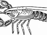 Coloring For Kids Lobster Pages Trap Boat Larry Red  Colouring sketch template