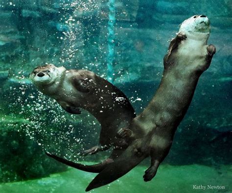 How Otters See Underwater — The Daily Otter