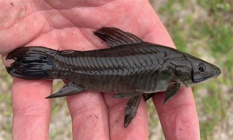 Brown Hoplo (Hoplosternum littorale) · iNaturalist