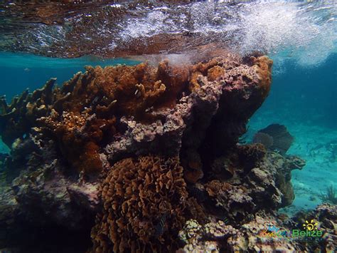 The Unbelizeable MesoAmerican Reef - My Beautiful Belize