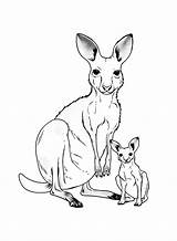 40  Kangaroo Coloring Pages Free Printable PDF JPG PNG & Online sketch template