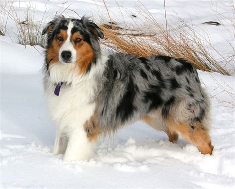 Related image | Australian shepherd, Aussie dogs, Australian shepherd blue merle