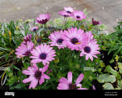 African daisy or osteospermum blue-eyed pink flowers Stock Photo - Alamy