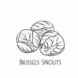 Brussel Sprouts Colouring Pages Sketch Coloring Page sketch template