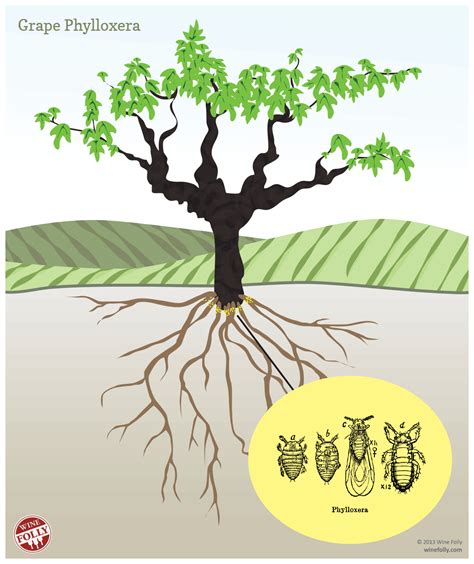 Grapevine - Daktulosphaira vitifoliae (Phylloxera, Grapevine root