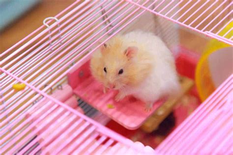 Hamster Cage Themes Ideas (Including seasonal and holiday themes!) – Hamsters101.com