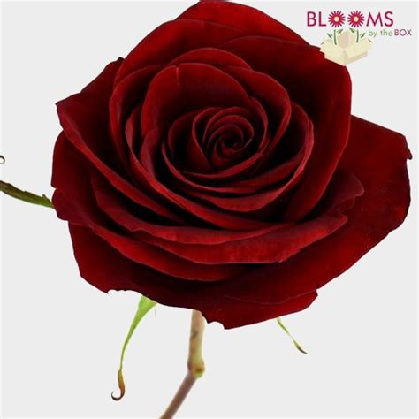 Rose Black Magic 50 cm. - Wholesale - Blooms By The Box