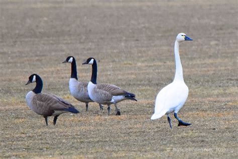 Tundra Swan - Big Year Birding