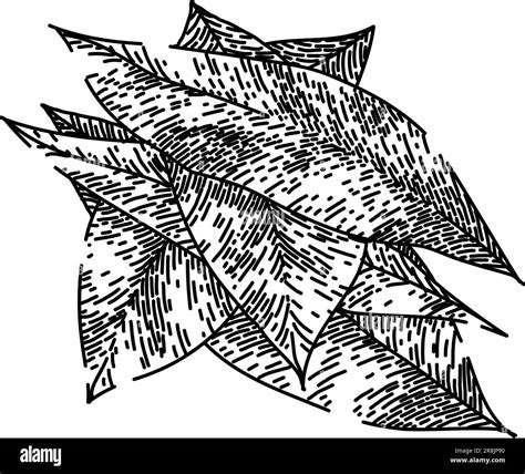 bay leaf herb green sketch hand drawn vector Stock Vector Image & Art - Alamy