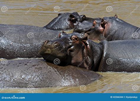 African hippo stock photo. Image of herbivores, flora - 42266344