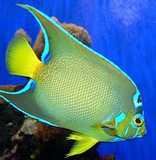 Queen angelfish - Wikipedia, the free encyclopedia