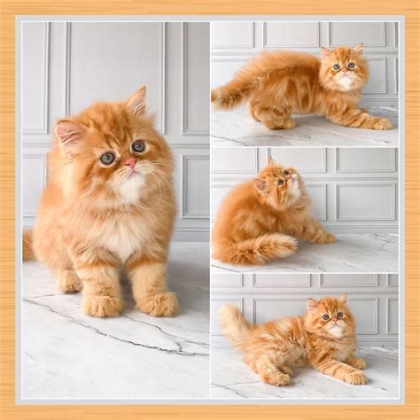 Munchkin Cat: All Details | Munchkin cat, All cat breeds, Cats