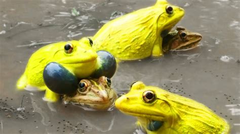 Rare Yellow Frog Wonderful Indian Bullfrog Video | Frog Sounds - YouTube