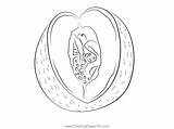 Melons Cantaloupe Coloring Page For Kids  Free Melon Printable sketch template