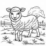 Sheep Coloring Pages  Free & Printable sketch template