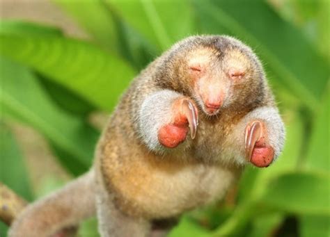 The Silky Anteater Night Thread – The Avocado