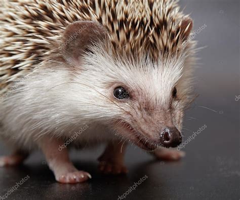 Angry hedgehog looks at you Stock Photo by ©abramovtv 63600807