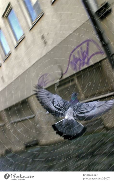 flying rat Pigeon Gray - a Royalty Free Stock Photo from Photocase