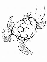Realistic Sea Turtle coloring Page sketch template
