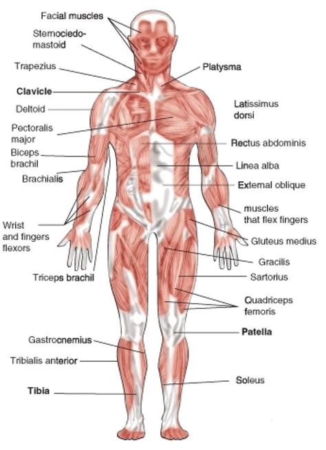 Simple Muscle Diagram for Kids