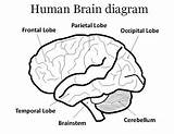 Brain Diagram Coloring Sheet Parts Of The Printable  TPT sketch template