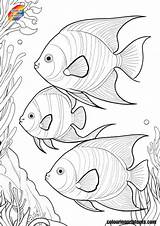 Angelfish Coloring Pages Free Printables sketch template