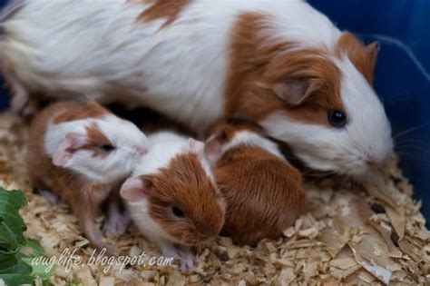 Wug:Life: More Baby Guinea Pigs as created by Little Q!