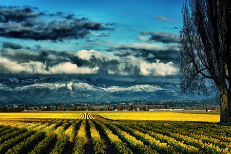 Skagit Valley Winter Birding At Its Best