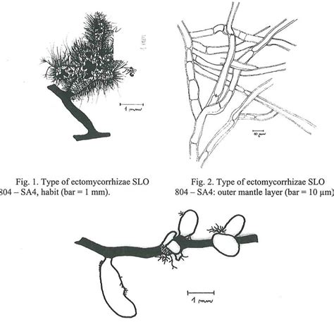 Figure 1 from Types of Ectomycorrhizae from Kocevska Reka | Semantic ...