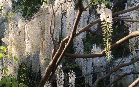 White Wisteria Tree For Sale Online | Shrubs & Trees Depot