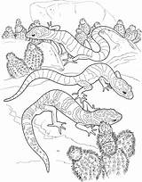 Free Lizard Coloring Pages sketch template