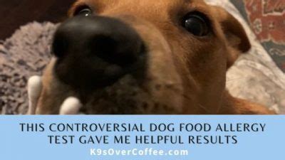 This Controversial Dog Food Allergy Test Gave Me Helpful Results ...