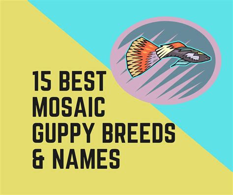15 Best Mosaic Guppy Breeds and Names - Guppy Fish Care