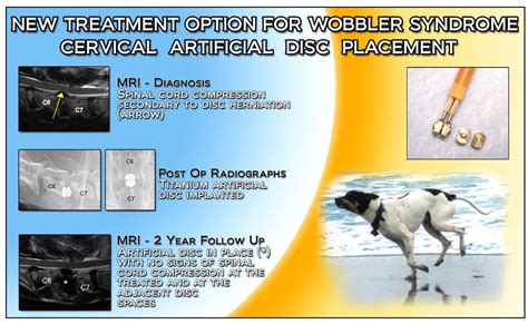 Wobblers Syndrome - Canine Arthritis And Joint